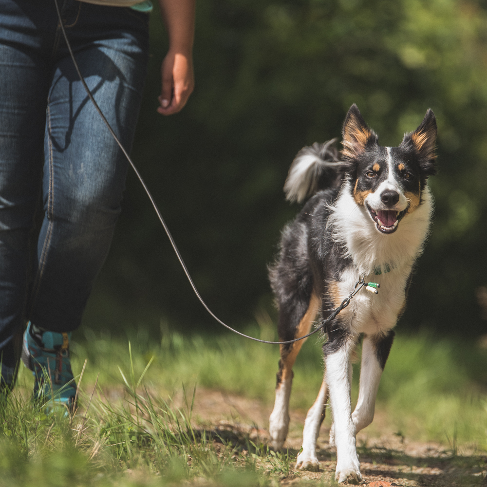Privatlektioner för hund